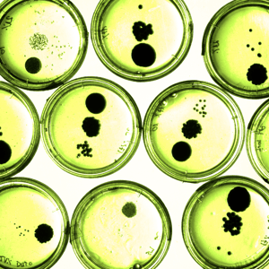 MxNS Indicators and Industrial Microorganisms