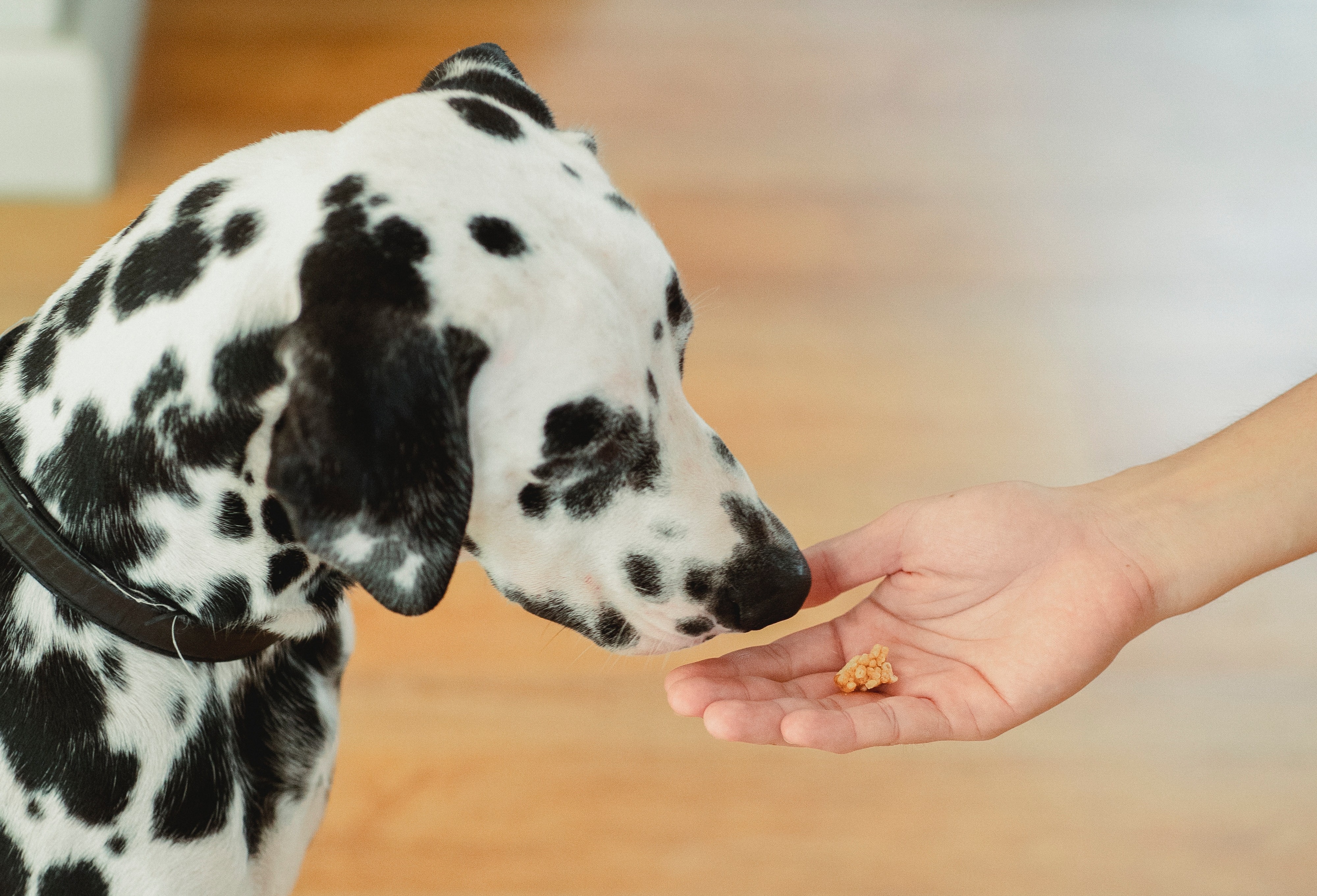 pexels-bethany-ferr-5482816